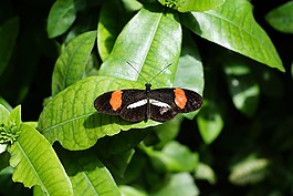 蝴蝶,性質(zhì),昆蟲