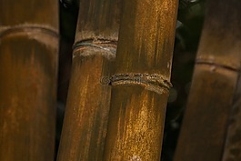 龙竹,竹,巨竹