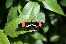 蝴蝶,性質(zhì),昆蟲