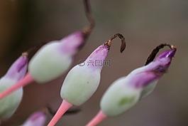 花序,portea petropolitana,鲜花