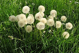 蒲公英,草地,指出花