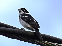 鸟,seedeater,白领
