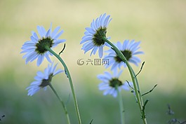 花,自然,植物區(qū)系