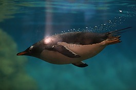 動(dòng)物園,企鵝,動(dòng)物