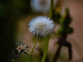花,植物區(qū)系,自然
