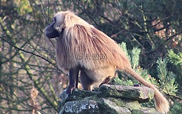 猴子,動(dòng)物,動(dòng)物園