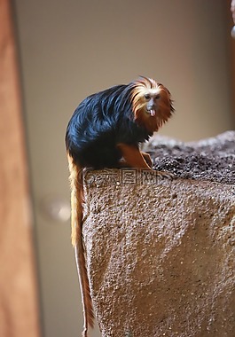 猴子,動(dòng)物園,動(dòng)物