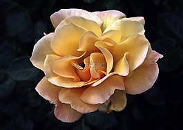 花,玫瑰,花瓣