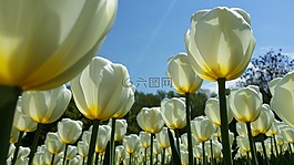 郁金香,花,復(fù)活節(jié)