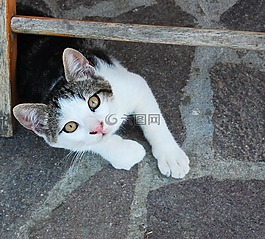 貓咪,動物,臉貓