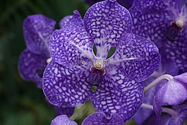 蘭花,花,性質(zhì)