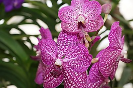 蘭花,花,性質(zhì)