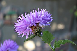 矢車菊,花,自然