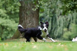 邊境牧羊犬,走狗,年輕的狗