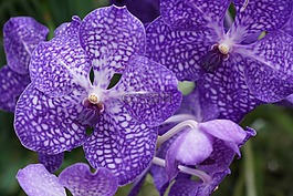 蘭花,花,性質(zhì)