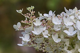 花,性質(zhì),廠