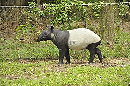 動物,塔皮爾,哺乳動物