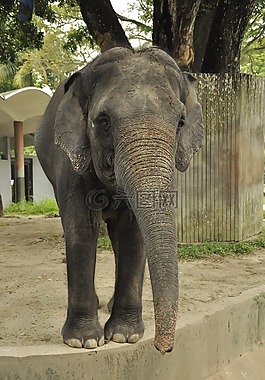 象,動(dòng)物園,動(dòng)物