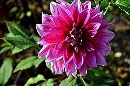 性質(zhì),花卉,植物