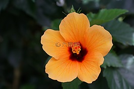 錦葵,花,開花