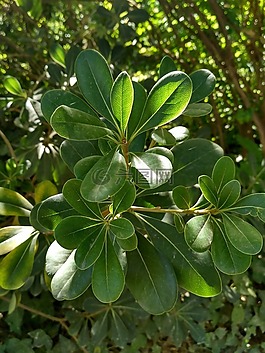 公園,性質(zhì),植物
