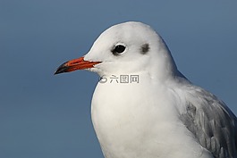 鳥類,性質(zhì),鳥