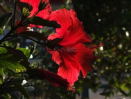 百合,鮮花,紅色
