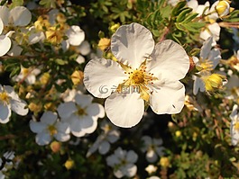 花卉,春天,布鲁姆