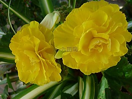 海棠,花,黃色