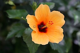 錦葵,花,開花