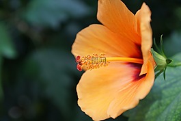 錦葵,花,開花