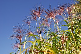 蘆葦,鮮花,性質(zhì)