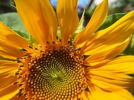 太阳花,花园,黄色花