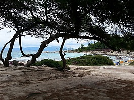 樹,海岸,海