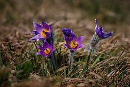 pasque 花,花,性質(zhì)