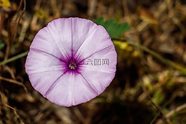 花,紫,紫色的小花