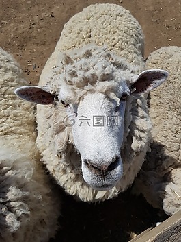 楊,棉花,可愛