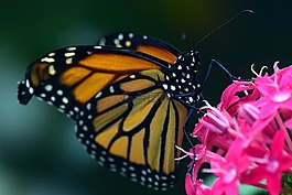 君主,danaus plexipplus,蝴蝶