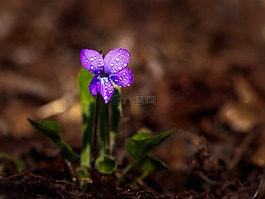 花,紫,紫色的小花