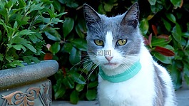 動物,貓的,貓