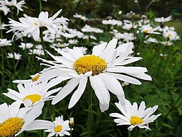 雛菊,鮮花,白