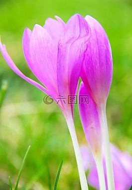 秋番红花,花卉,性质