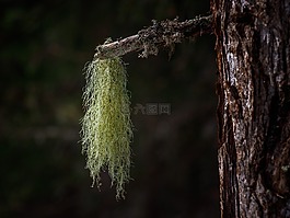 青苔,森林,性質(zhì)