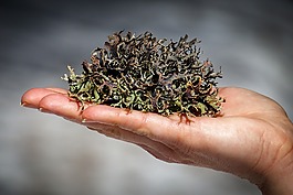 青苔,森林,性质