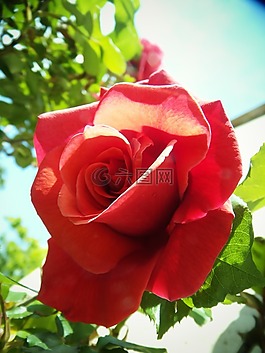 羅莎,紅色的,花