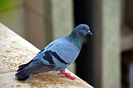 野鴿,鳥,街鴿子