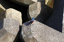 動物,海,波斷塊