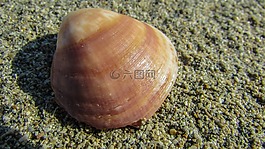 外壳,沙,沙海滩