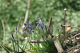 藍(lán)色,鮮花,風(fēng)信子