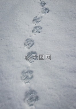 痕跡,雪,冬天